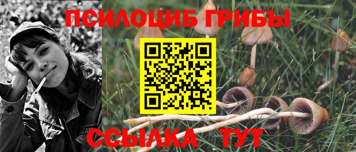 Галлюциногенные грибы Psilocybine cubensis Кохма